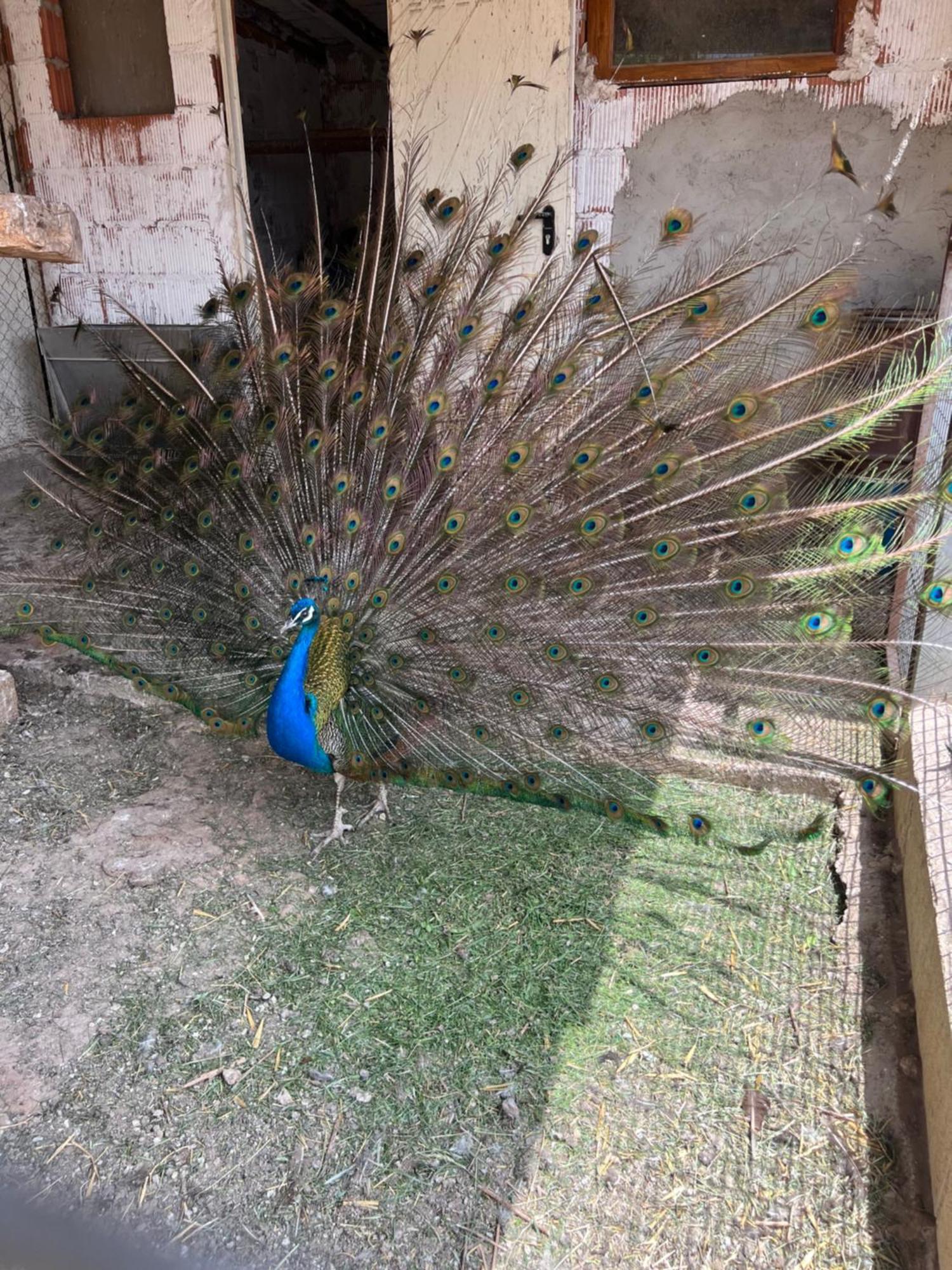El Burgo De Osma Alojamiento Rural Villa Bagh المظهر الخارجي الصورة