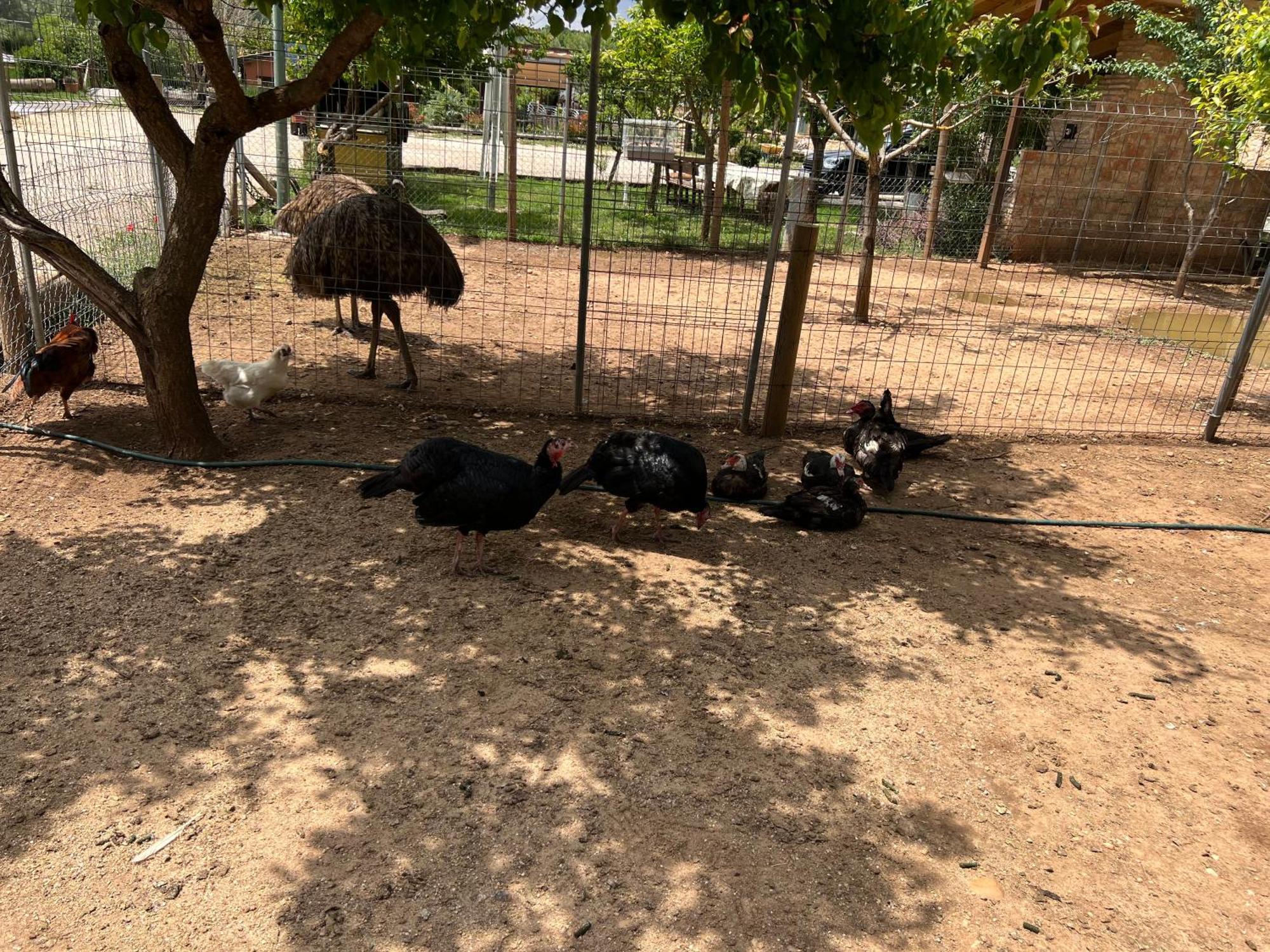 El Burgo De Osma Alojamiento Rural Villa Bagh المظهر الخارجي الصورة