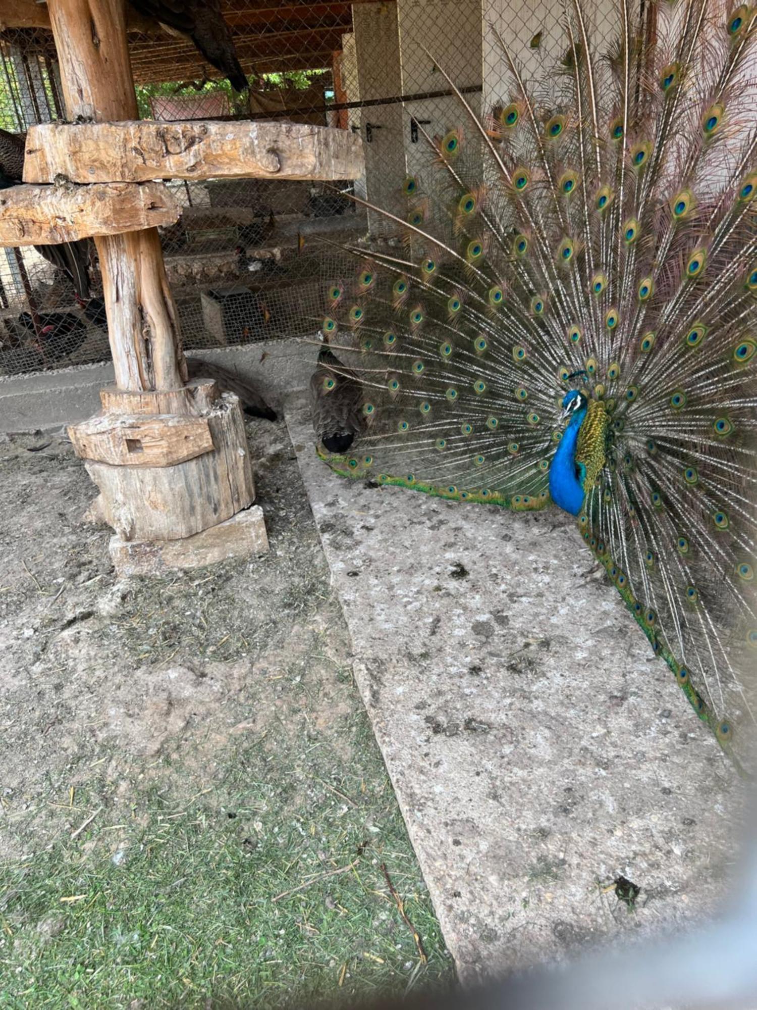 El Burgo De Osma Alojamiento Rural Villa Bagh المظهر الخارجي الصورة