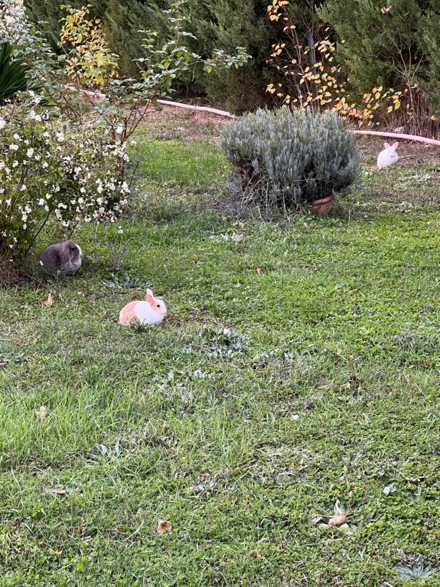 El Burgo De Osma Alojamiento Rural Villa Bagh المظهر الخارجي الصورة