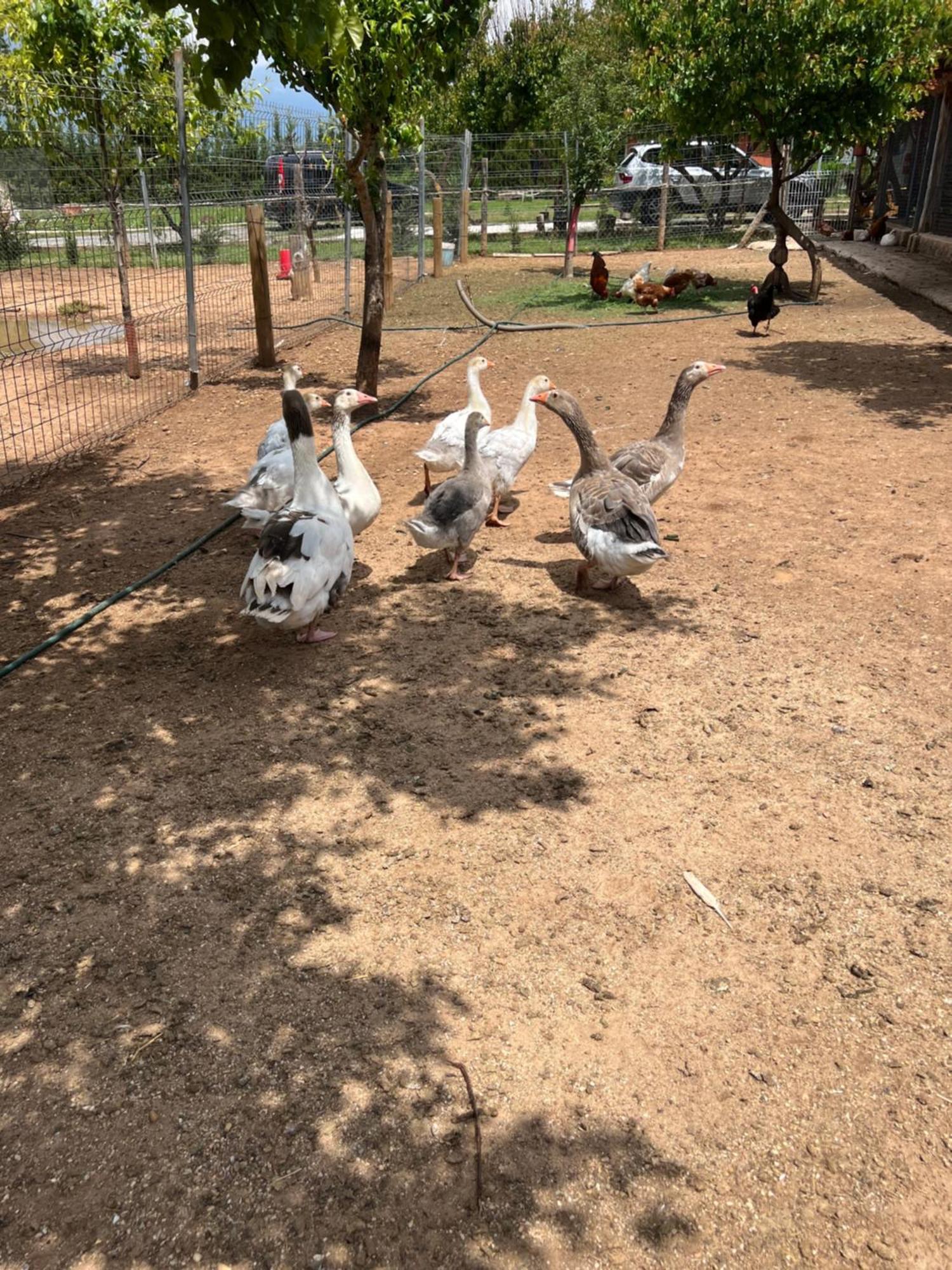 El Burgo De Osma Alojamiento Rural Villa Bagh المظهر الخارجي الصورة